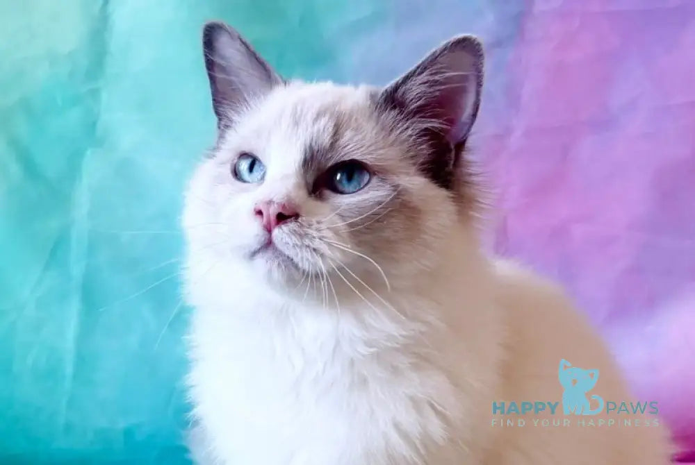 Monica Ragdoll female blue bicolour live animals