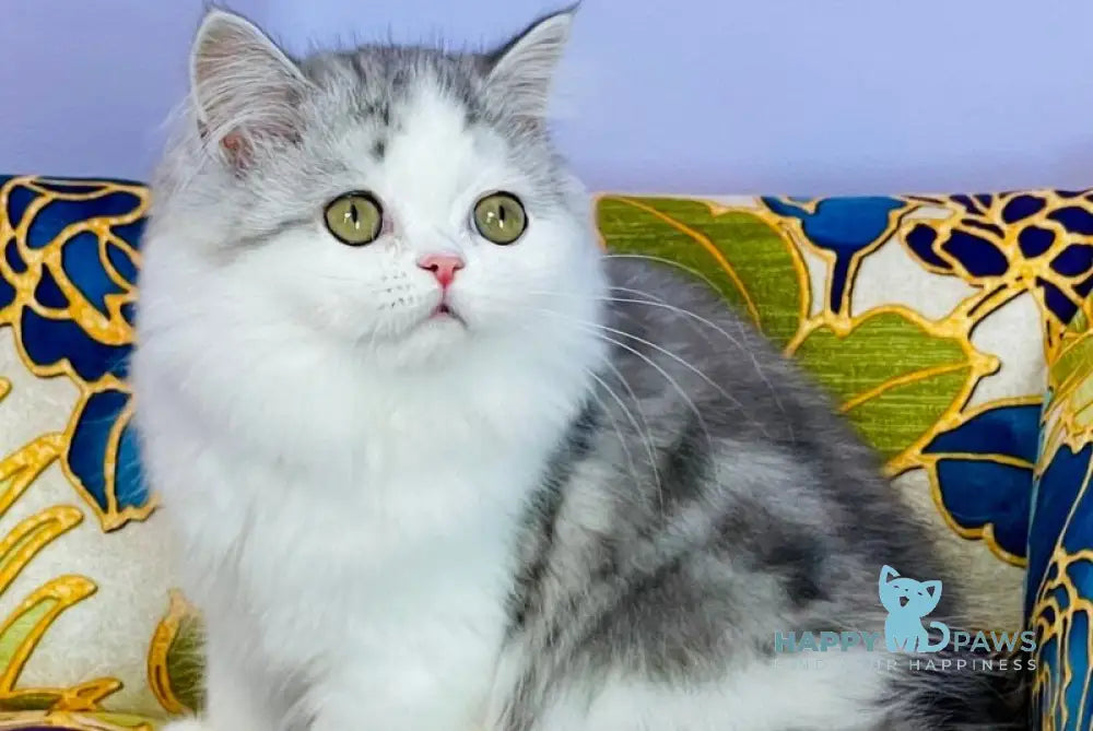 Monica Scottish Straight female black silver tabby bicolour live animals