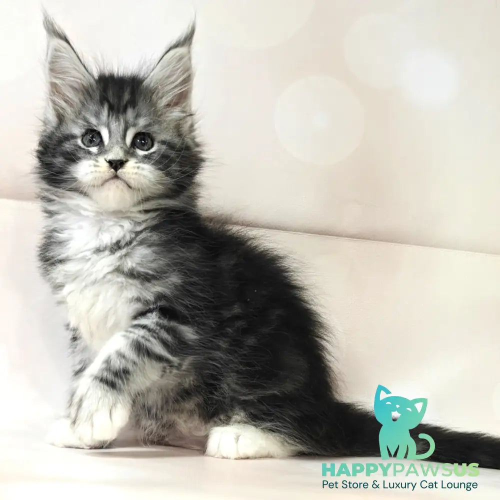 Monika Maine Coon female black silver tabby with white - live animals