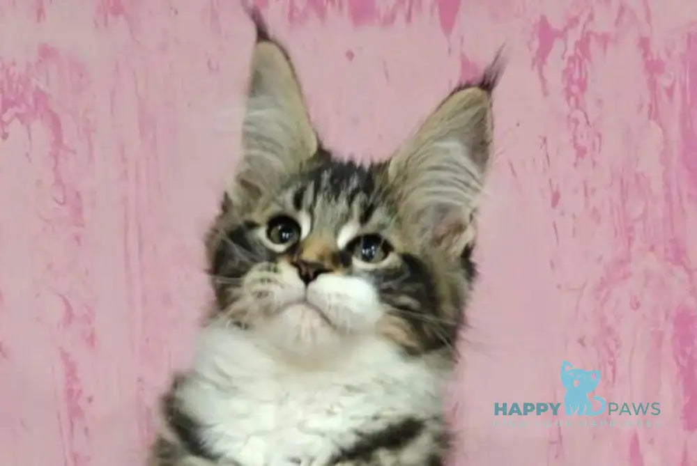 Monika Maine Coon female black tabby with white live animals