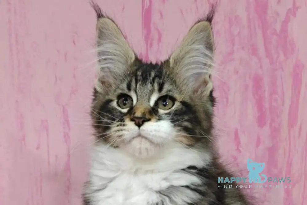 Monika Maine Coon female black tabby with white live animals