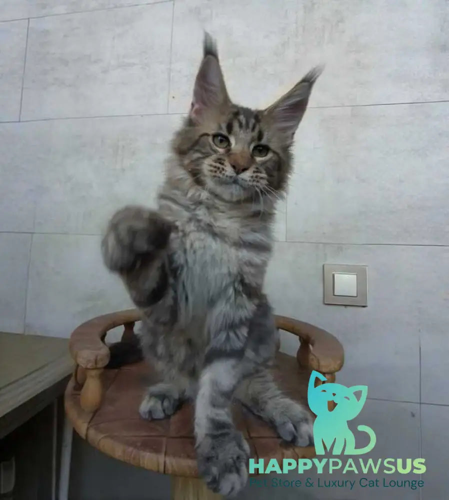 Monterey Maine Coon male black tabby - live animals