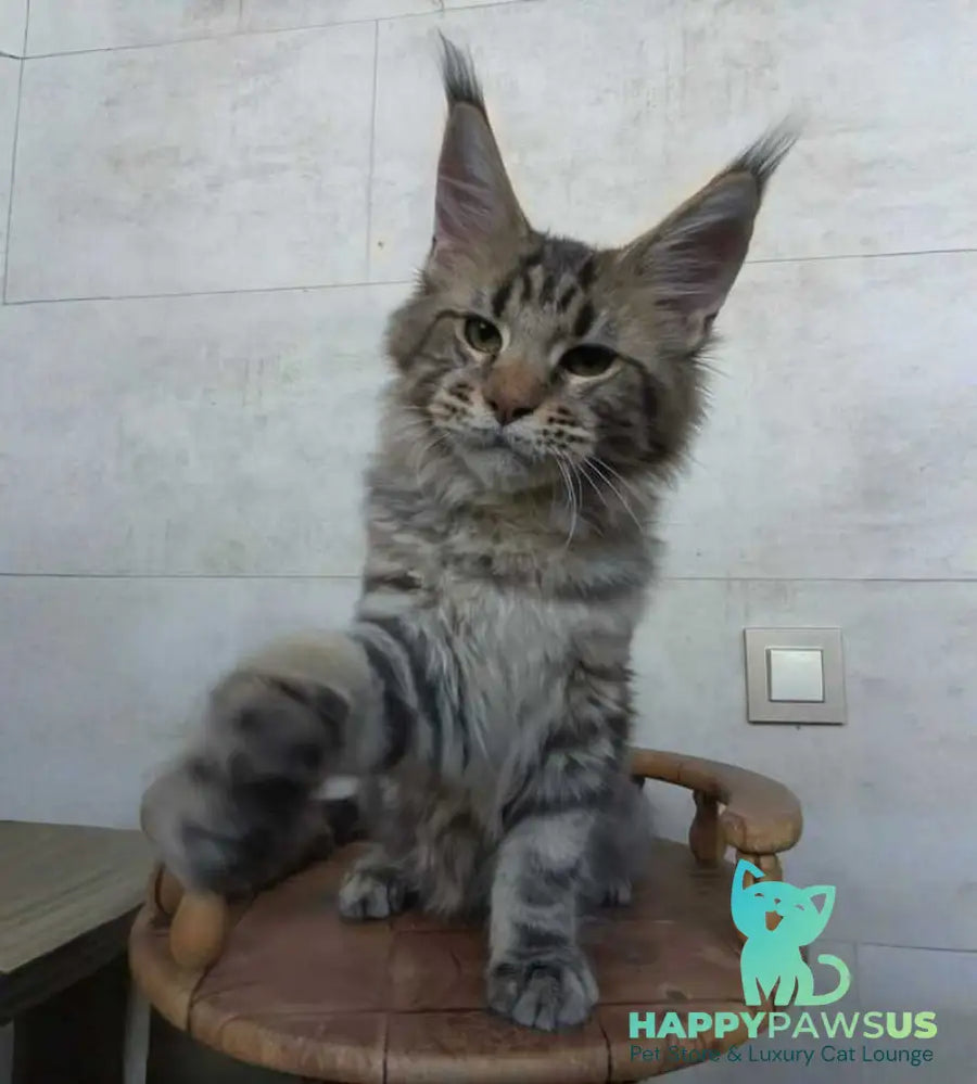 Monterey Maine Coon male black tabby - live animals