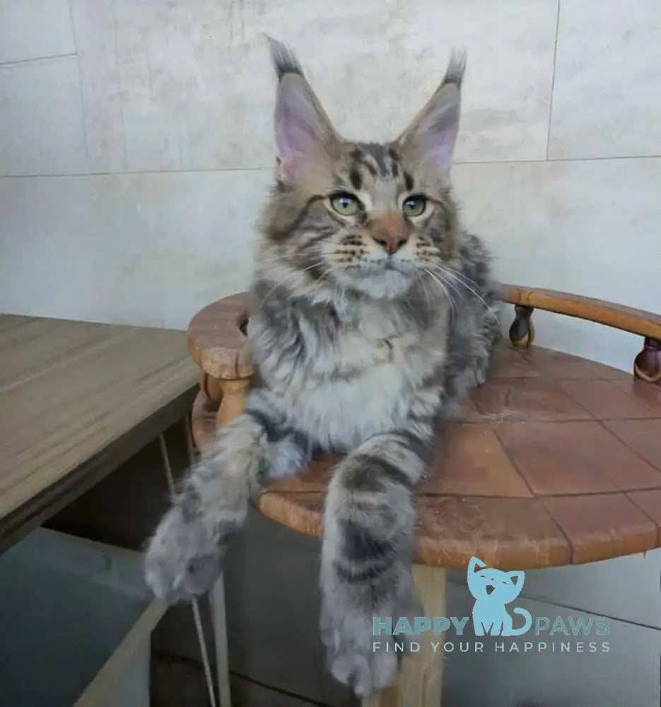 Monterey Maine Coon male black tabby - live animals