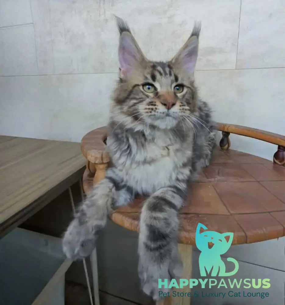 Monterey Maine Coon male black tabby - live animals
