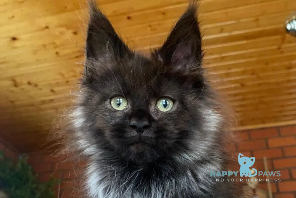 Monti Maine Coon male black live animals