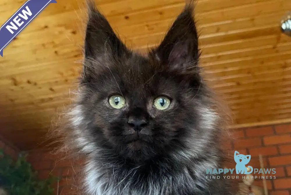 Monti Maine Coon male black live animals