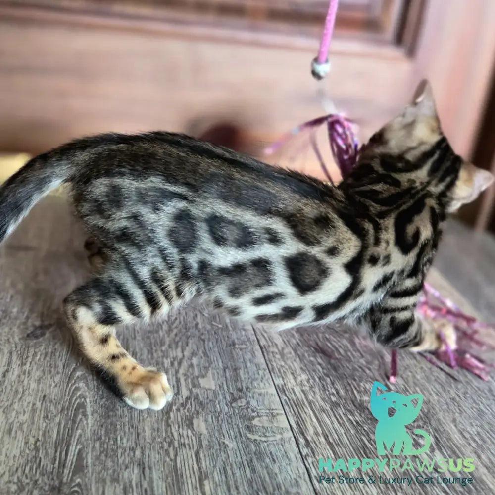 Monty Bengal male black spotted tabby - live animals