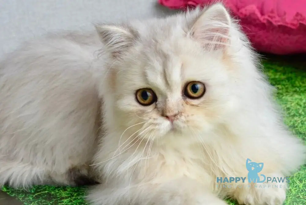 Monty Scottish Straight male black silver shaded live animals