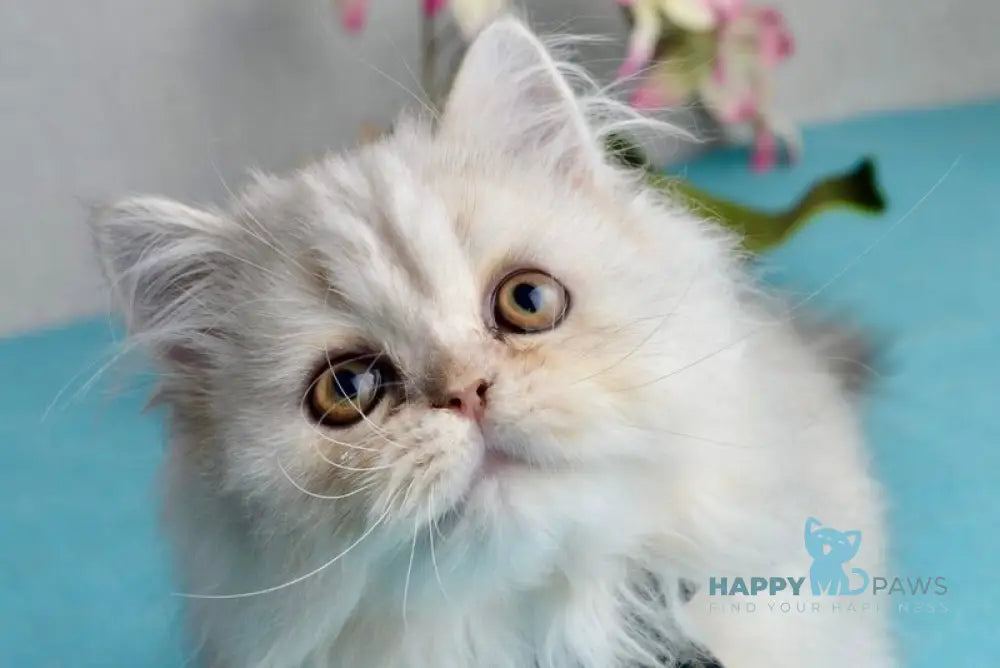 Monty Scottish Straight male black silver shaded live animals