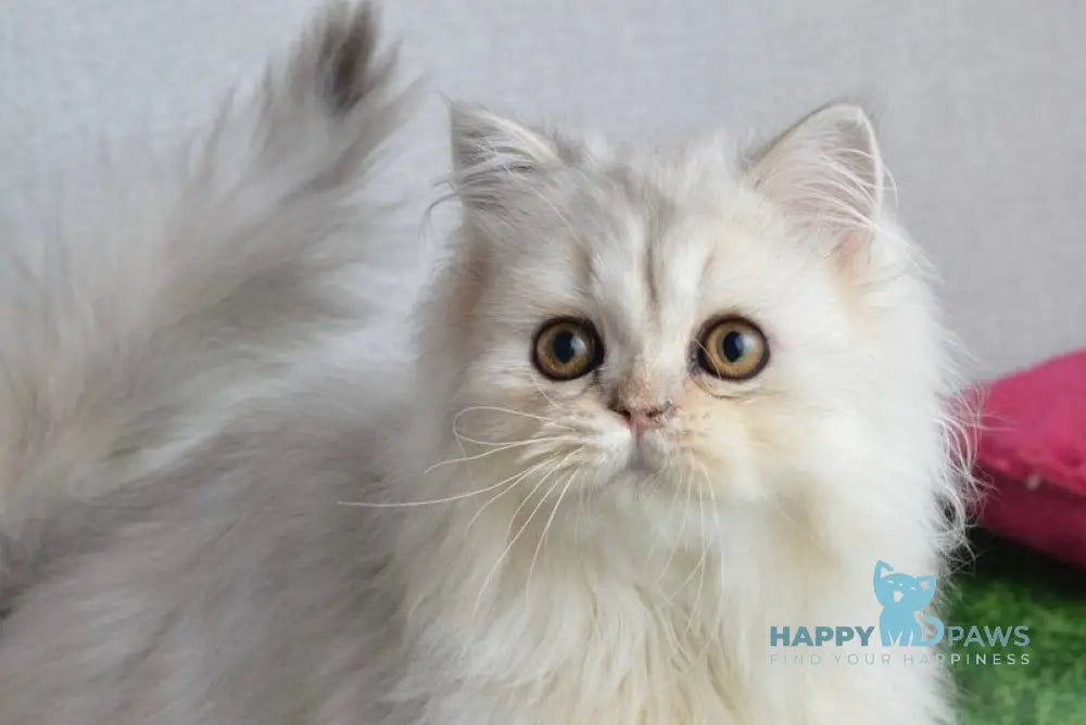 Monty Scottish Straight male black silver shaded live animals