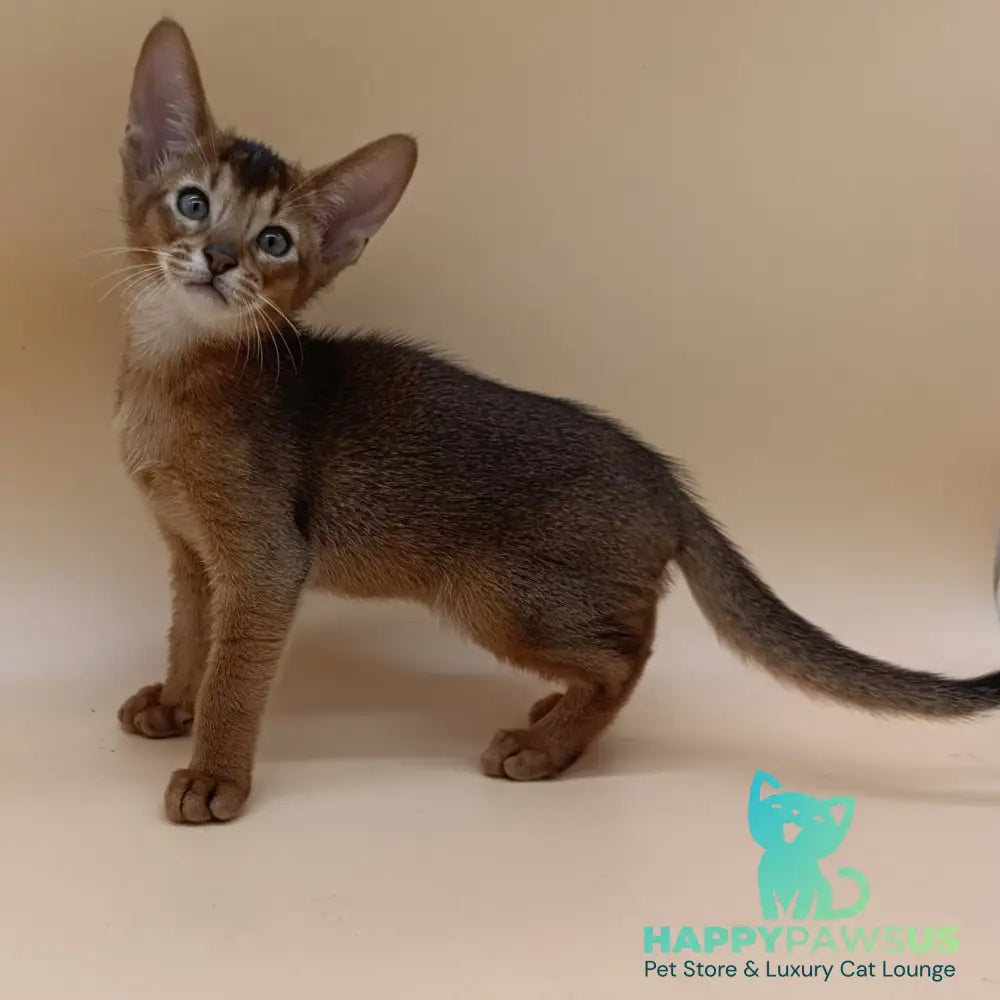 Morgan Abyssinian male black - live animals