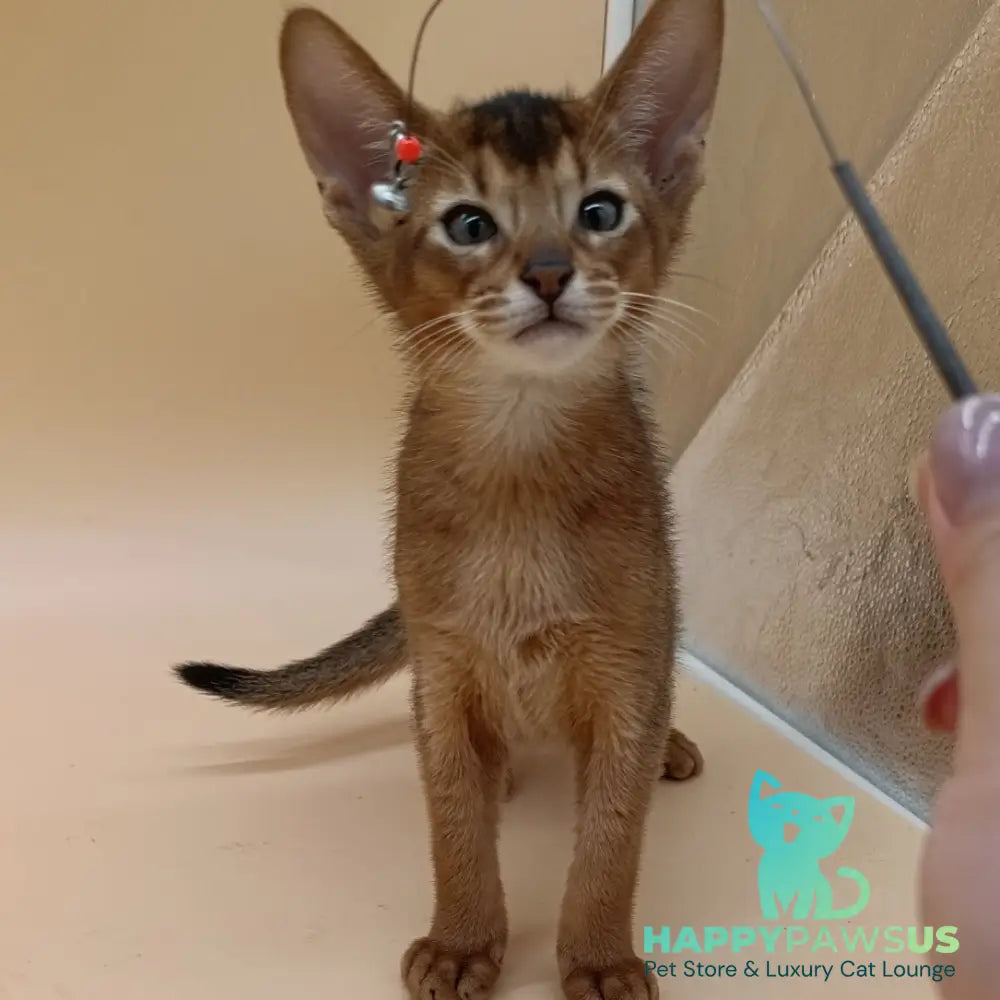 Morgan Abyssinian male black - live animals