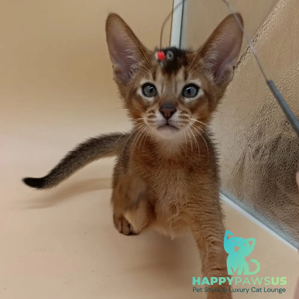 Morgan Abyssinian male ruddy - live animals