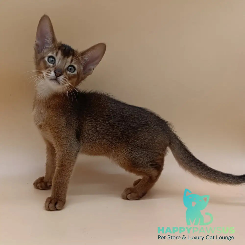 Morgan Abyssinian male ruddy - live animals