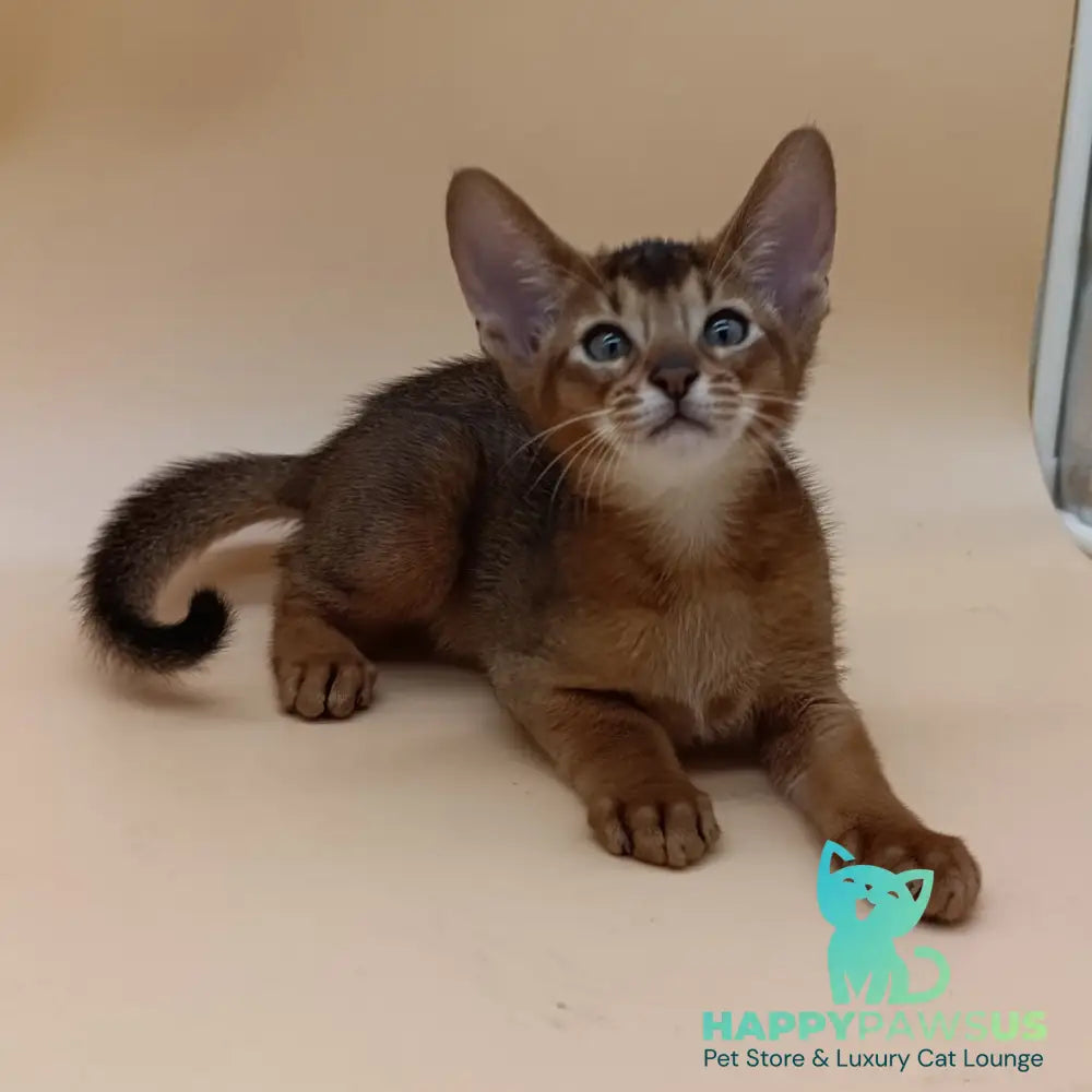 Morgan Abyssinian male ruddy - live animals