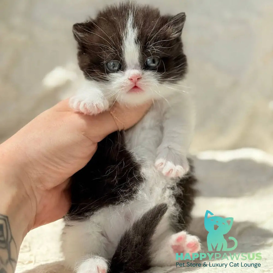 Morgan Munchkin male black bicolour - live animals