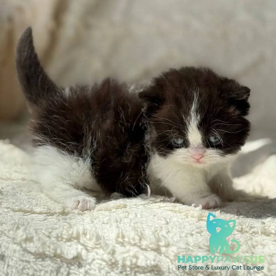 Morgan Munchkin male black bicolour - live animals