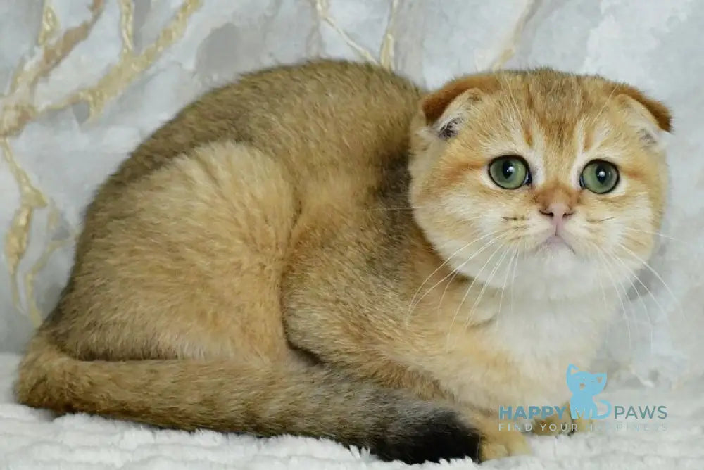 Moris Scottish Fold male black golden shaded live animals