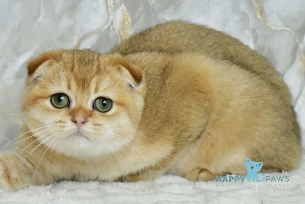 Moris Scottish Fold male black golden shaded live animals