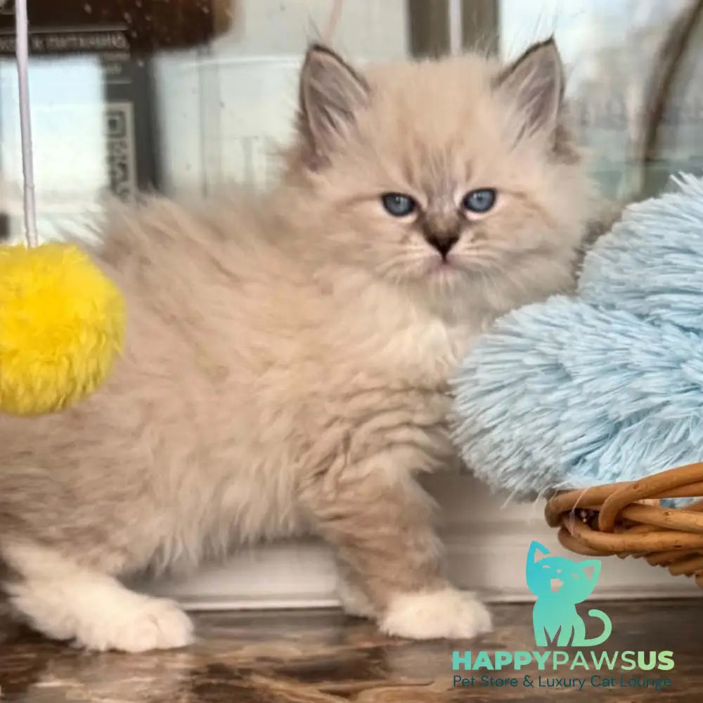 Moroshka Siberian female blue tabby pointed with white - live animals