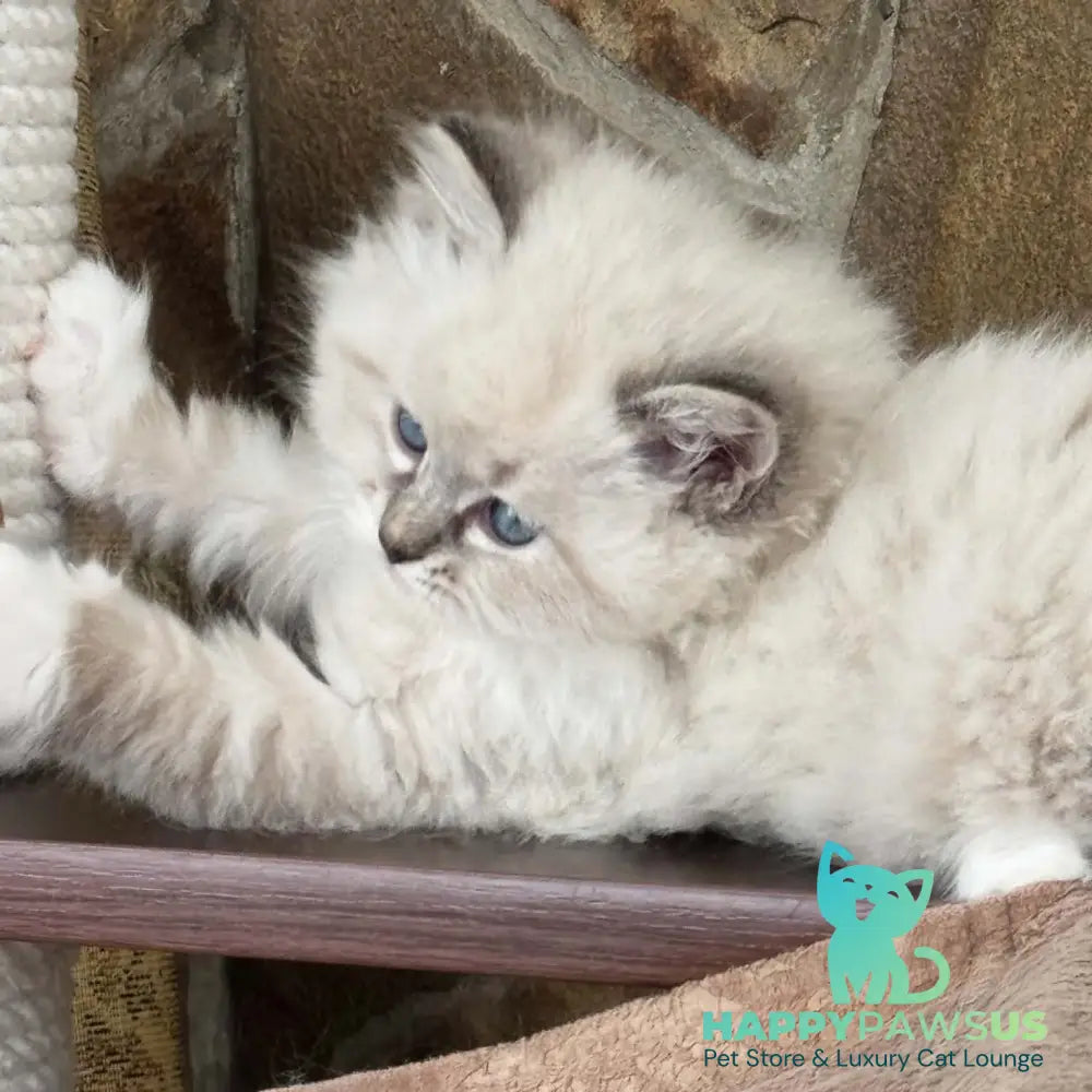 Moroshka Siberian female blue tabby pointed with white - live animals