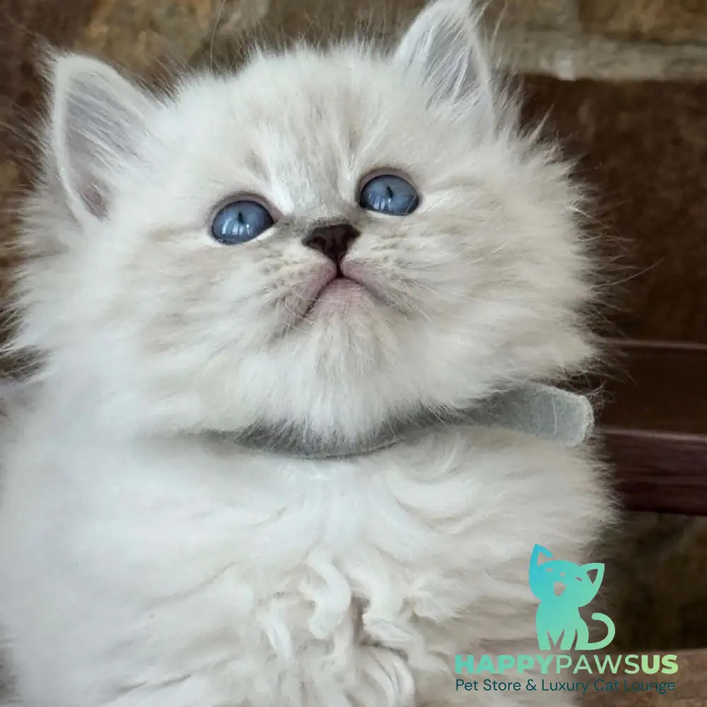 Moroz Siberian male blue tabby pointed - live animals