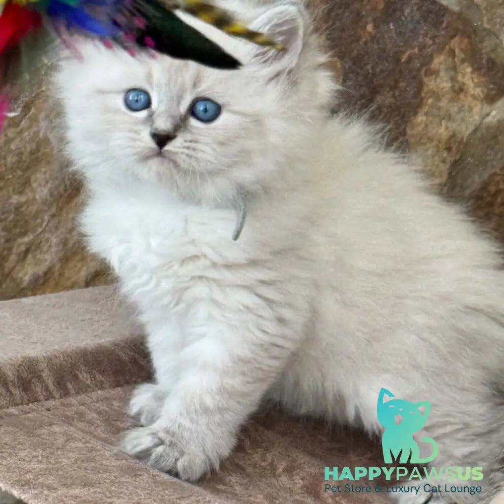 Moroz Siberian male blue tabby pointed - live animals