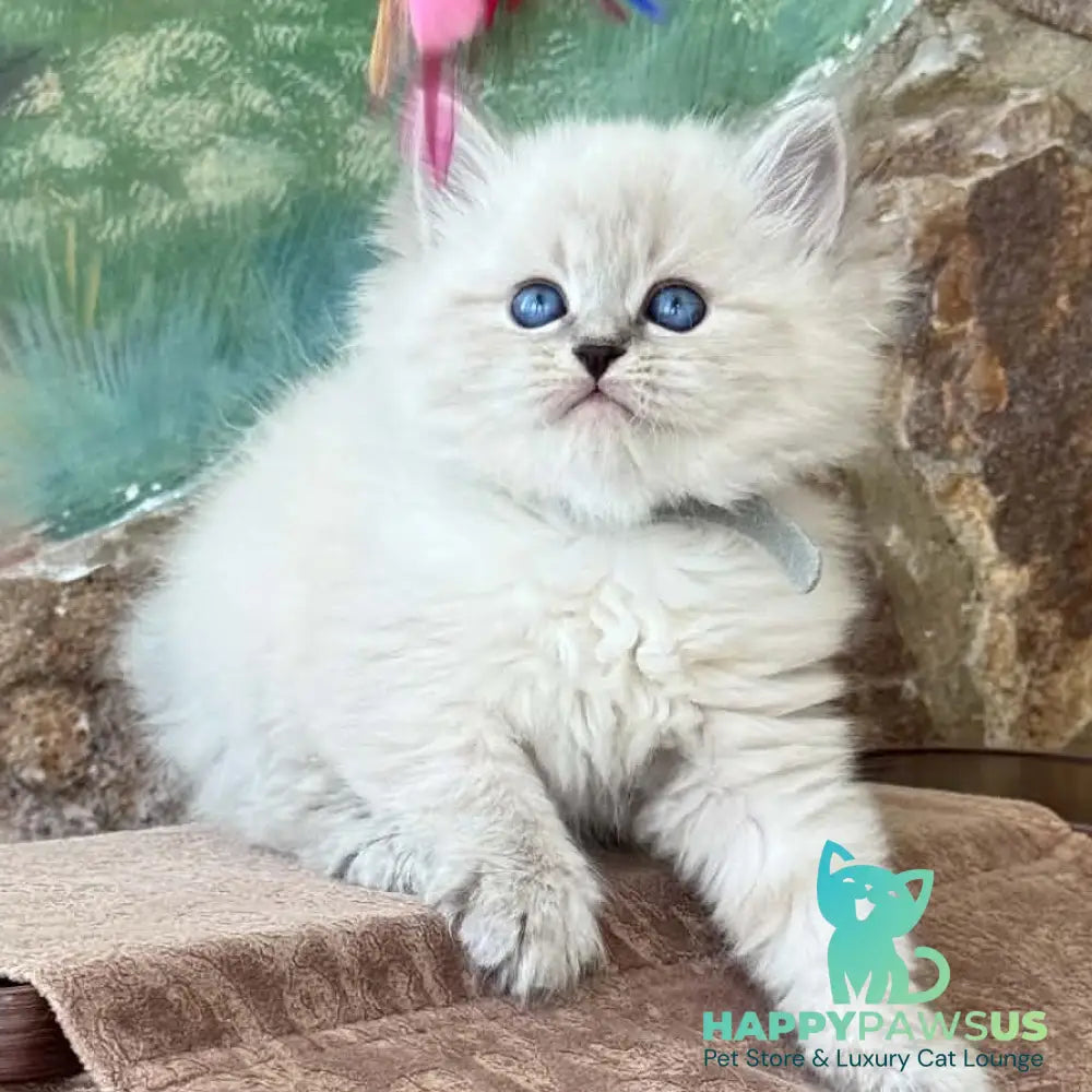 Moroz Siberian male blue tabby pointed - live animals
