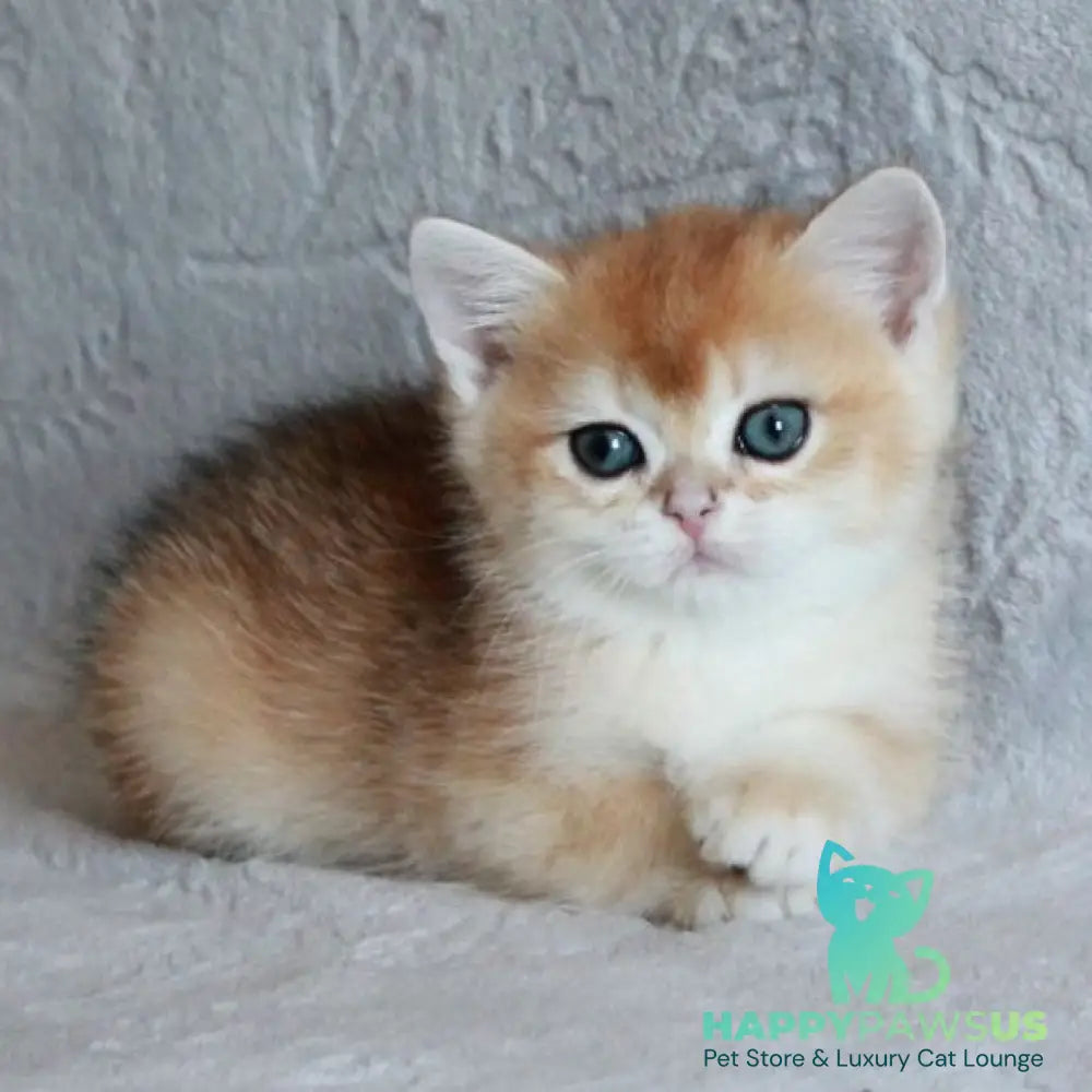 Morris British Shorthair male black golden chinchilla - live animals