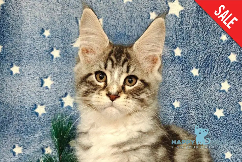 Morris Maine Coon male black silver tabby with white live animals