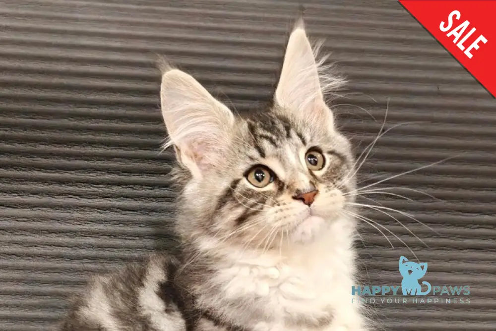 Morris Maine Coon male black silver tabby with white live animals