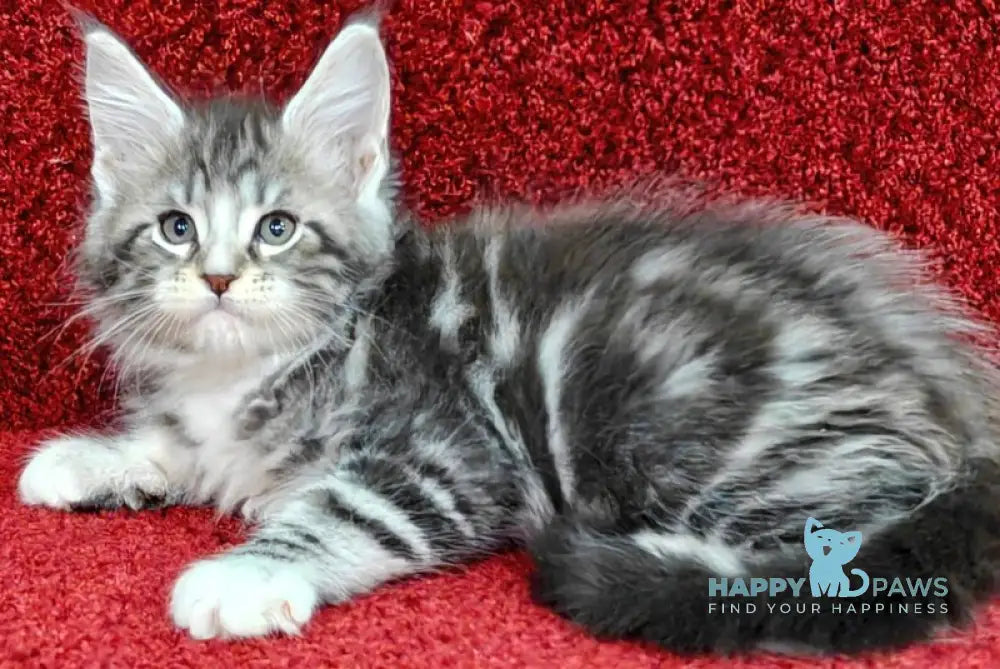 Morris Maine Coon male black silver tabby with white live animals
