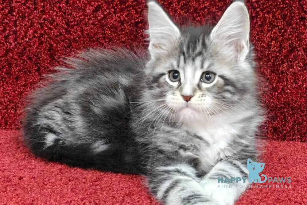Morris Maine Coon male black silver tabby with white live animals