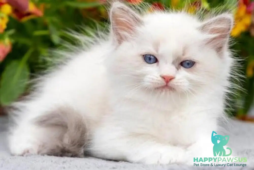 Morris Ragdoll male blue bicolour - live animals