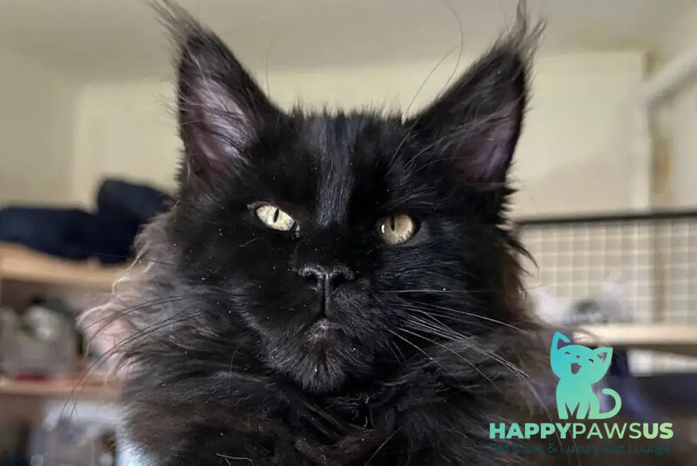 Mort Maine Coon male black silver - live animals