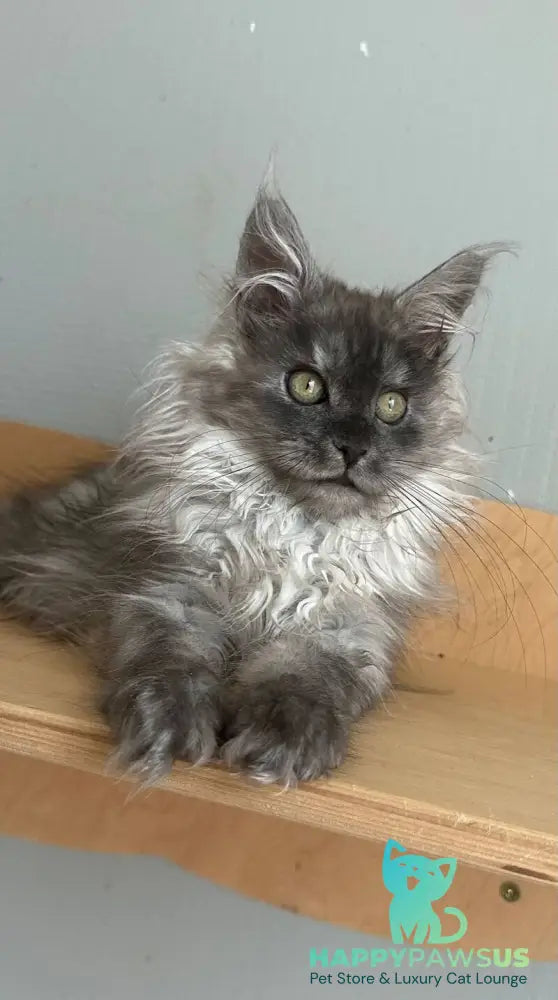 Morticia Maine Coon female black silver - live animals