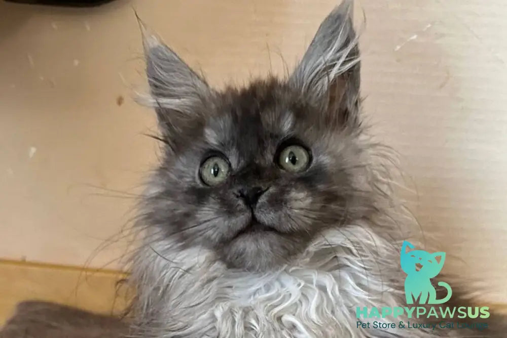 Morticia Maine Coon female black silver - live animals
