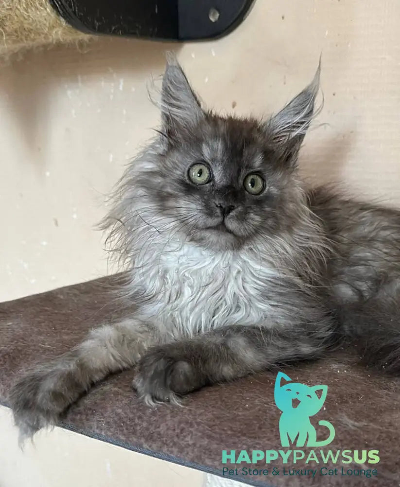 Morticia Maine Coon female black silver - live animals