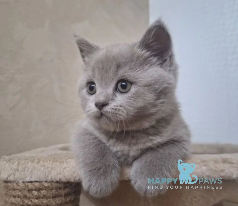 Moto British Shorthair male lilac live animals