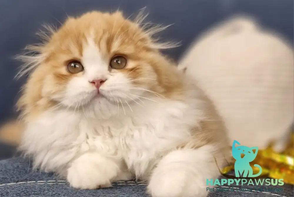 Mufasa Scottish Fold male red bicolour - live animals