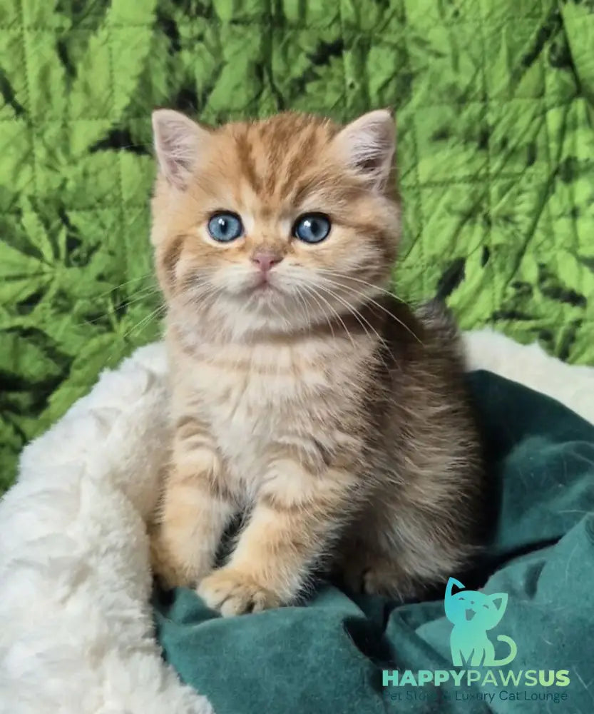 Muffin British Shorthair male chocolate golden spotted tabby - live animals