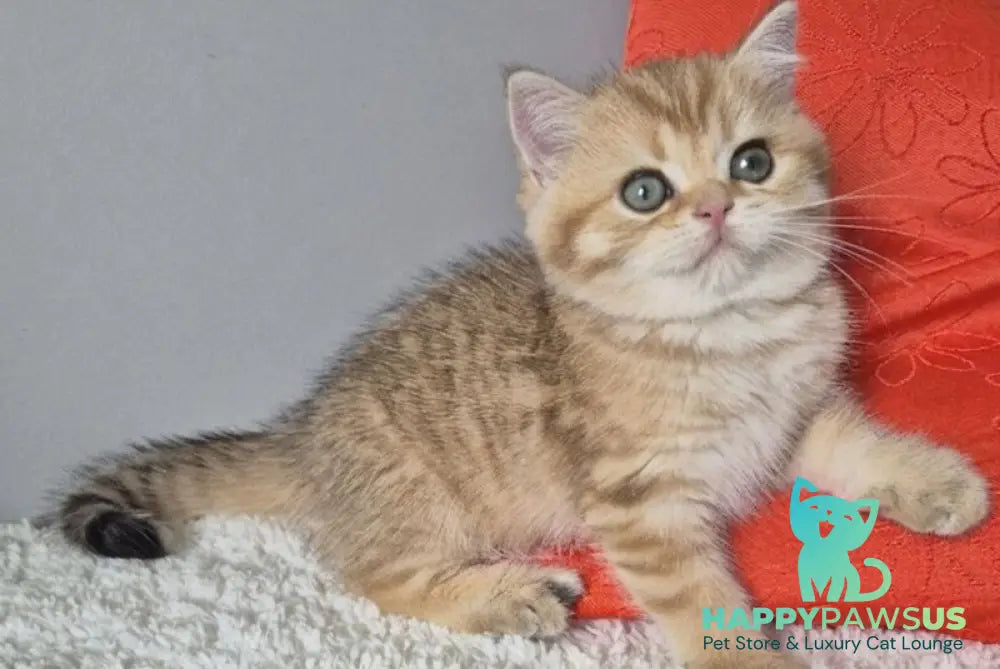 Muffin British Shorthair male chocolate golden spotted tabby - live animals