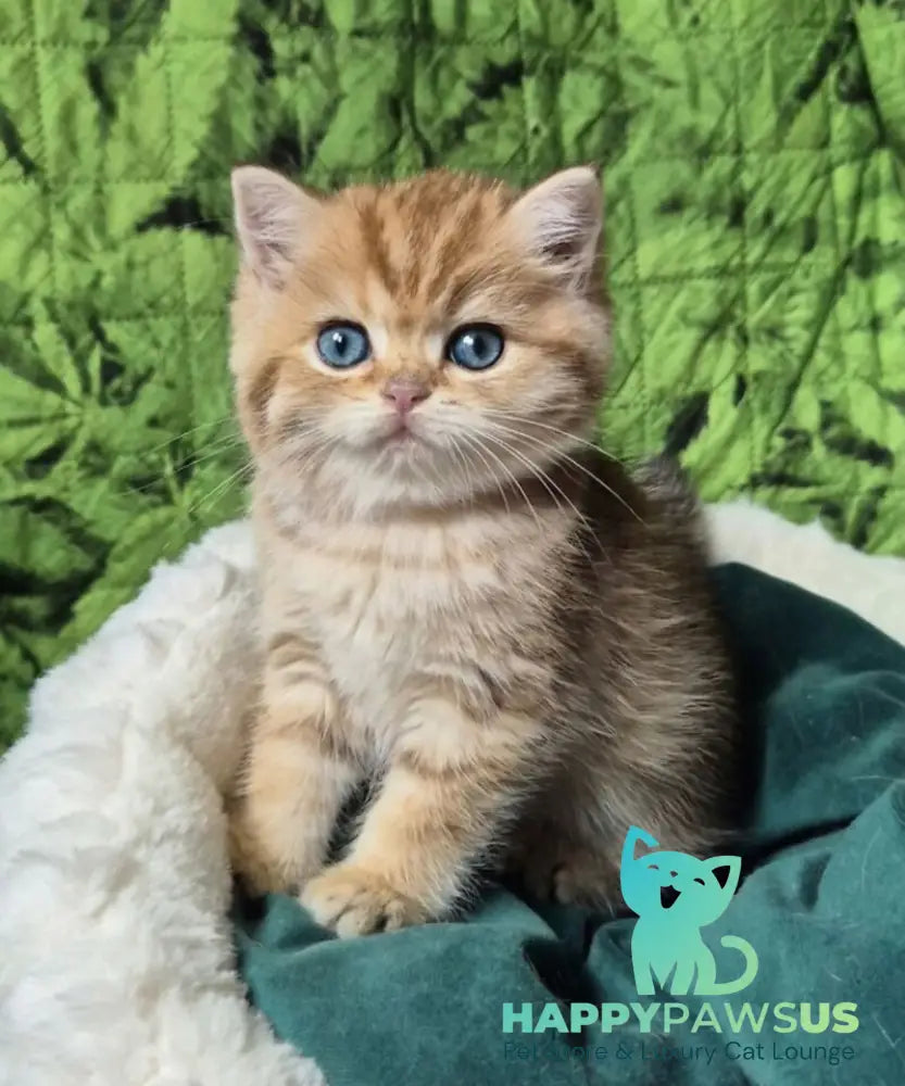 Muffin British Shorthair male chocolate golden spotted tabby - live animals