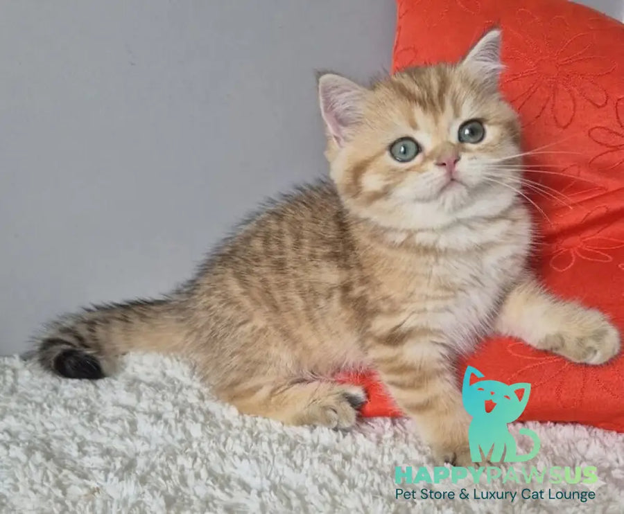 Muffin British Shorthair male chocolate golden spotted tabby - live animals