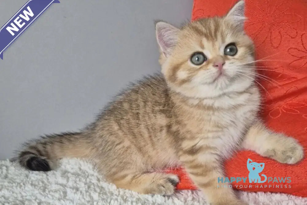 Muffin British Shorthair male chocolate golden spotted tabby - live animals