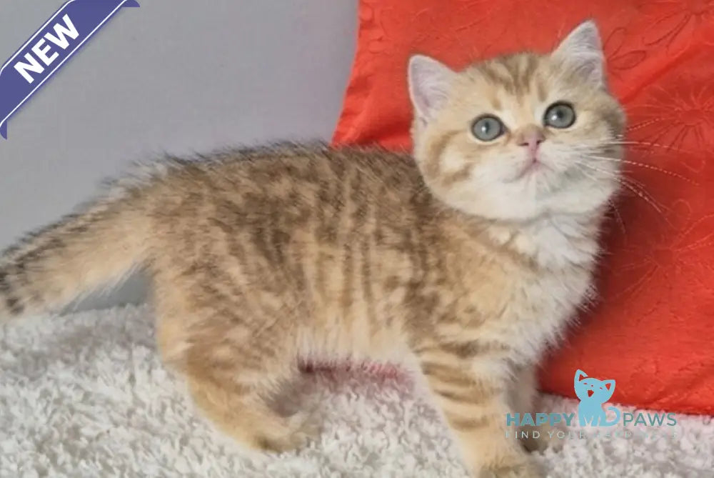 Muffin British Shorthair male chocolate golden spotted tabby - live animals
