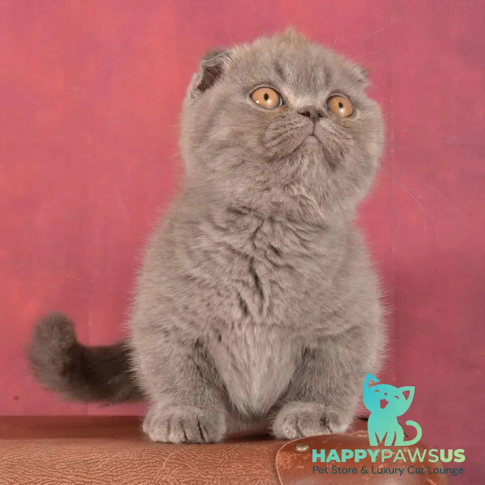 Muffin Munchkin male blue - live animals