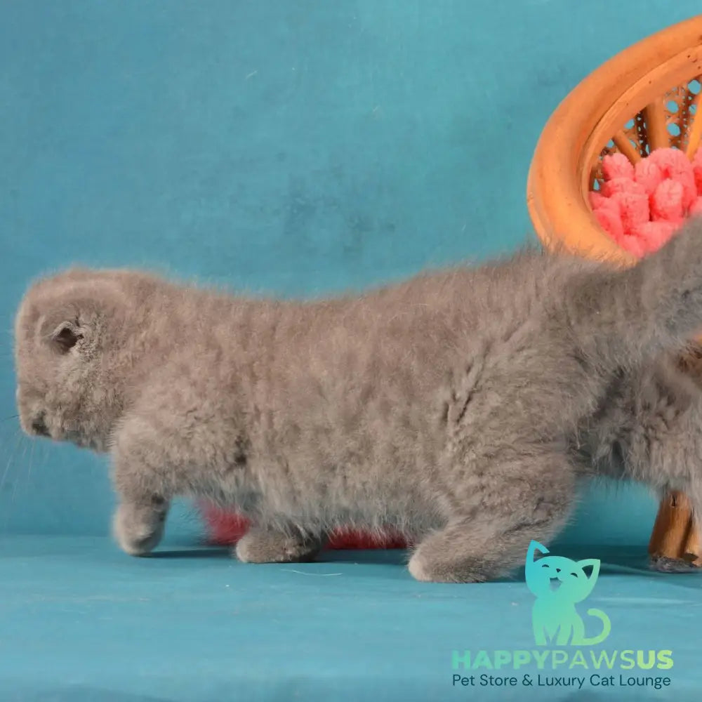 Muffin Munchkin male blue - live animals