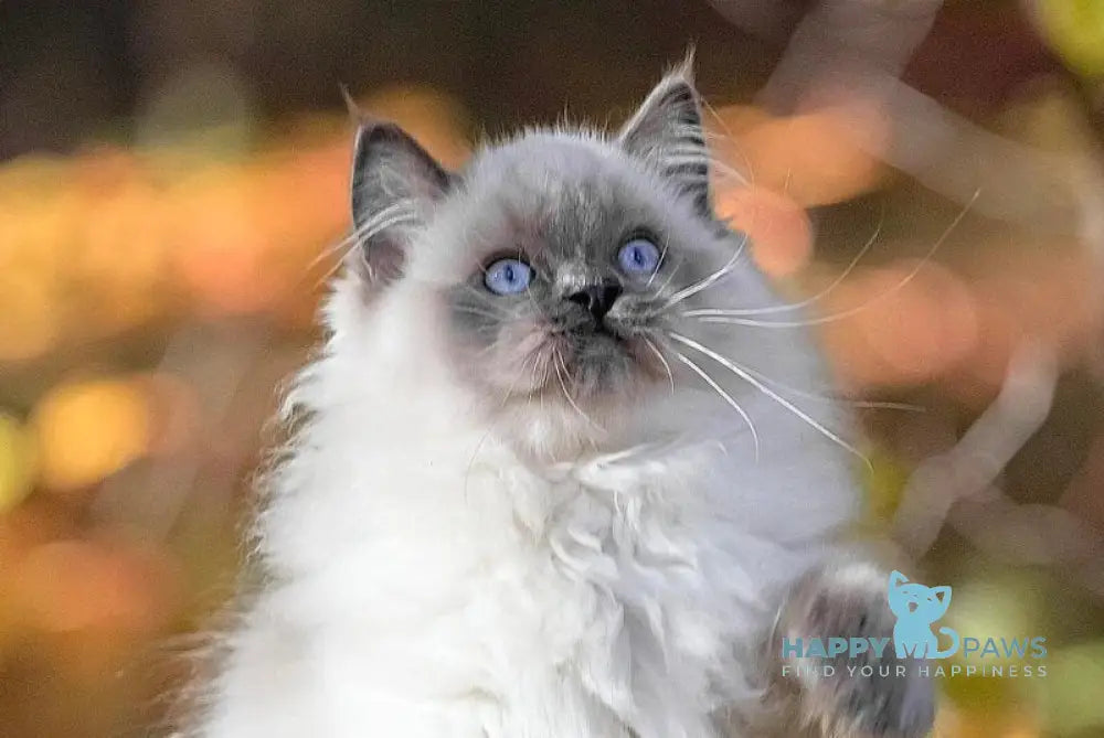 Muffin Ragdoll male blue pointed live animals